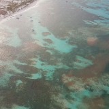 Punta-Cana-corales
