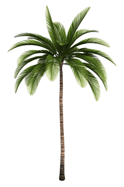 palmera.png