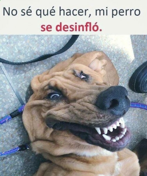 no-se-que-hacer-mi-perro-se-decinflo.jpg