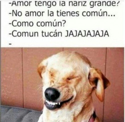la-nariz-comun-tucan.jpg