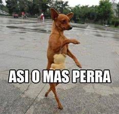 asi-o-mas-perra.jpg