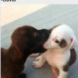 te-puedo-dar-un-beso