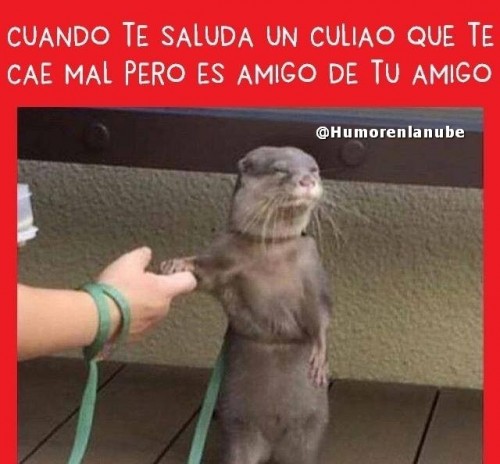 el culiao