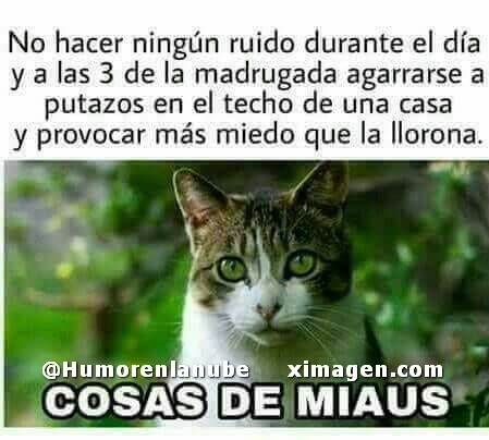 Cosas-de-gatos.jpg