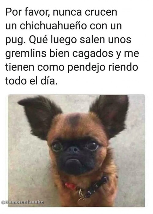 chichuahueno-con-pug.jpg
