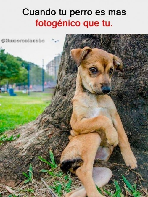 perro-fotogenico.jpg