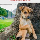 perro-fotogenico