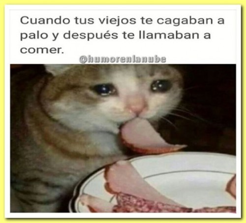 memes-de-gatos.jpg