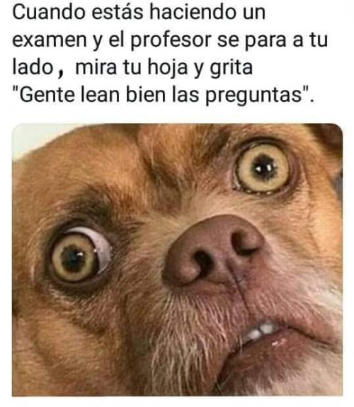 cuando-estas-haciendo-un-examen-y-el-profesor-se-para-a-tu-lado-mira-tu-hoja-y-grita-gente-lean-bien-las-preguntas.jpg