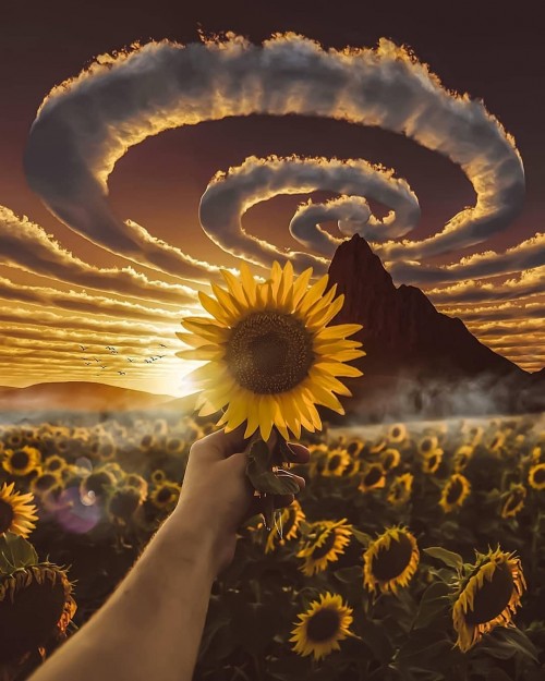 planta-de-girasol.jpg