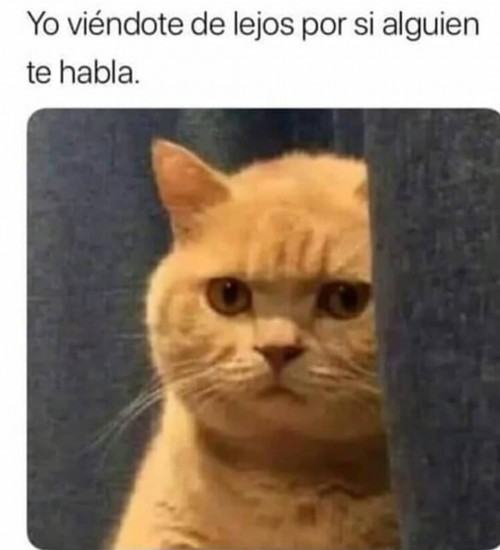 gato-meme.jpg
