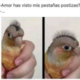 meme-Amor-has-visto-mis-pestanas-postizas