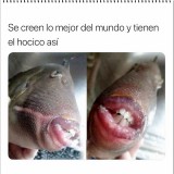 se-creen-lo-mejor-del-mundo