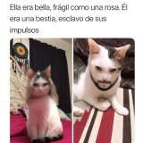 meme-ella-era-bella-fragil-como-una-rosa.