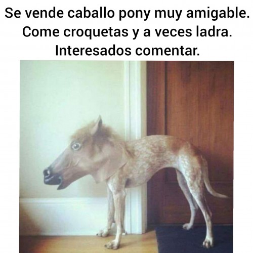 meme-perro-con-cara-de-caballo.jpg