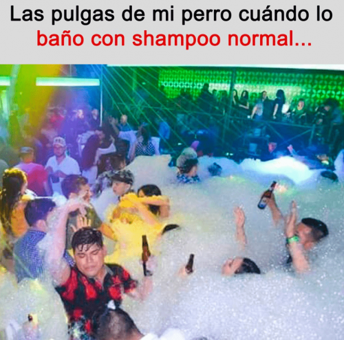 meme fiesta