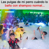 meme-fiesta