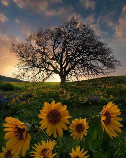 Un-paisaje-hermoso-de-atardecer-con-flores-de-girasol-arbol-2020.jpg