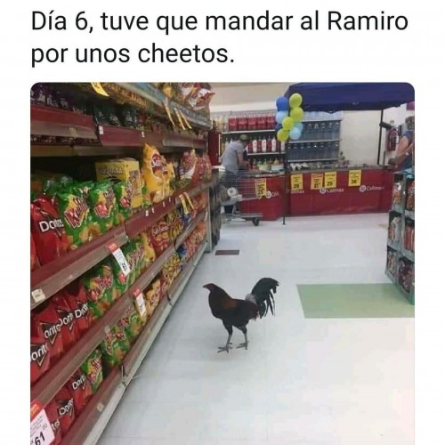 meme-dia-de-cuarentena-coronavirus.jpg