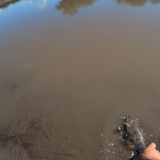 Pescando-en-un-rio-lleno-de-tarariras-y-bagres-sapos-17