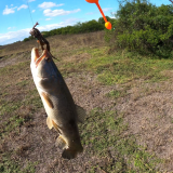 Pescando-en-un-rio-lleno-de-tarariras-y-bagres-sapos-18