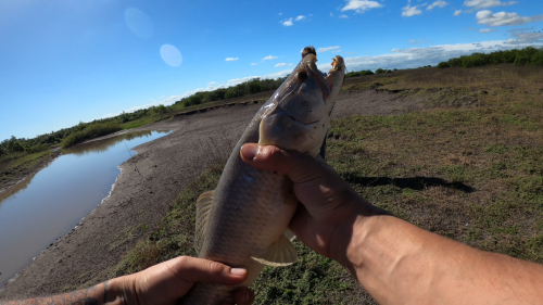Pescando en un rio lleno de tarariras y bagres sapos 19