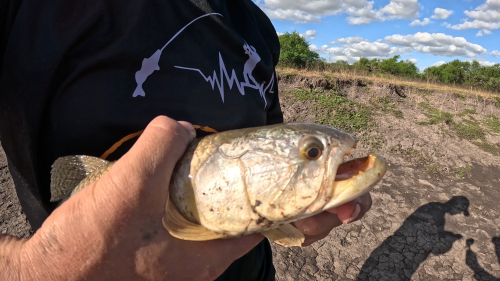 Pescando en un rio lleno de tarariras y bagres sapos 29
