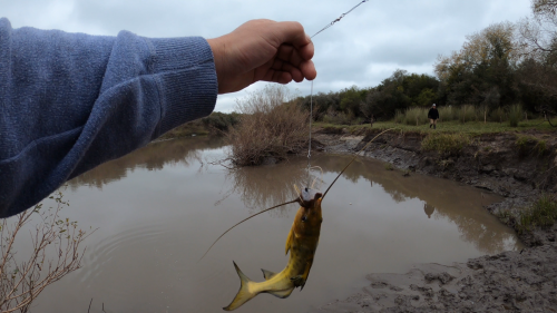 Pescando-y-cocinando-en-el-Rio-Gualeguaychu-Ruta-39--31.png