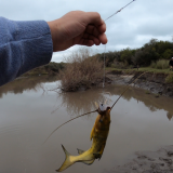 Pescando-y-cocinando-en-el-Rio-Gualeguaychu-Ruta-39--31