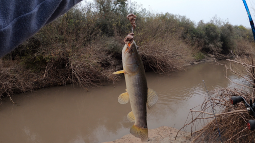 Pescando-y-cocinando-en-el-Rio-Gualeguaychu-Ruta-39-16.png