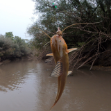 Pescando-y-cocinando-en-el-Rio-Gualeguaychu-Ruta-39-25