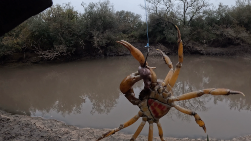 Pescando-y-cocinando-en-el-Rio-Gualeguaychu-Ruta-39-41.png