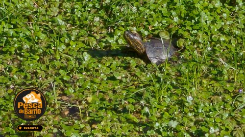 Pesca-y-carne-asada-en-el-puente-viejo-de-la-ruta-14-Entre-Rios39.png