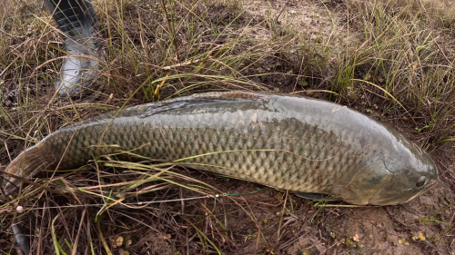 Pescando-tarariras-en-cantera-abandonada-de-Colon-Entre-Rios-24.png