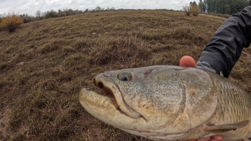 Pescando-tarariras-en-cantera-abandonada-de-Colon-Entre-Rios-26.png
